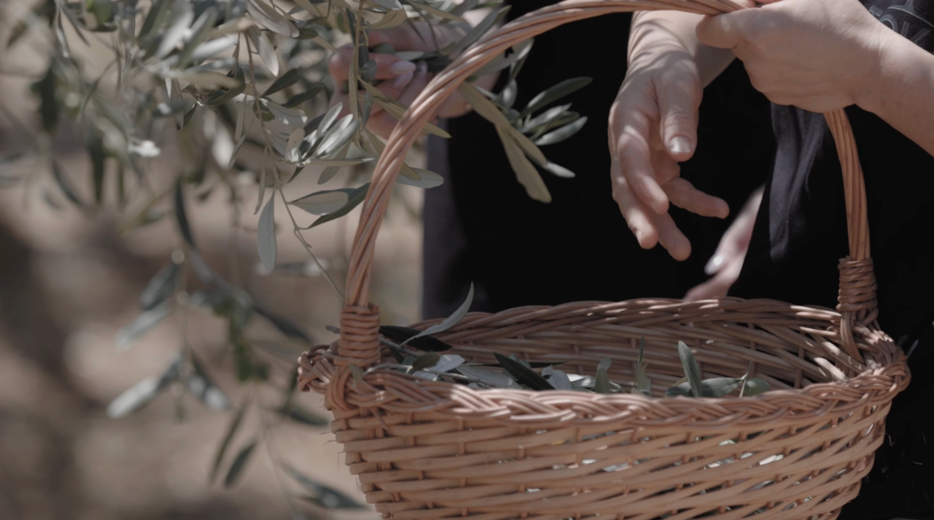 Wicker basket of hand-picked olives