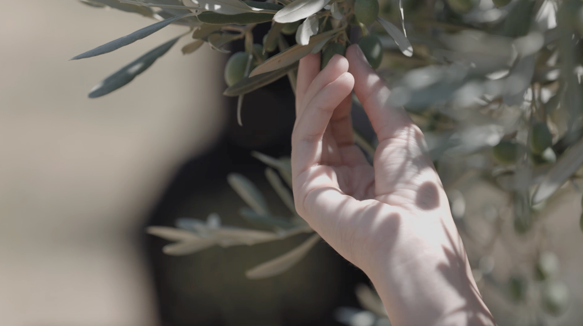 Olives on the branch