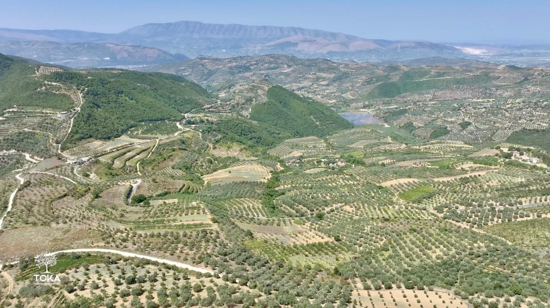 Aerial view of the olive groves