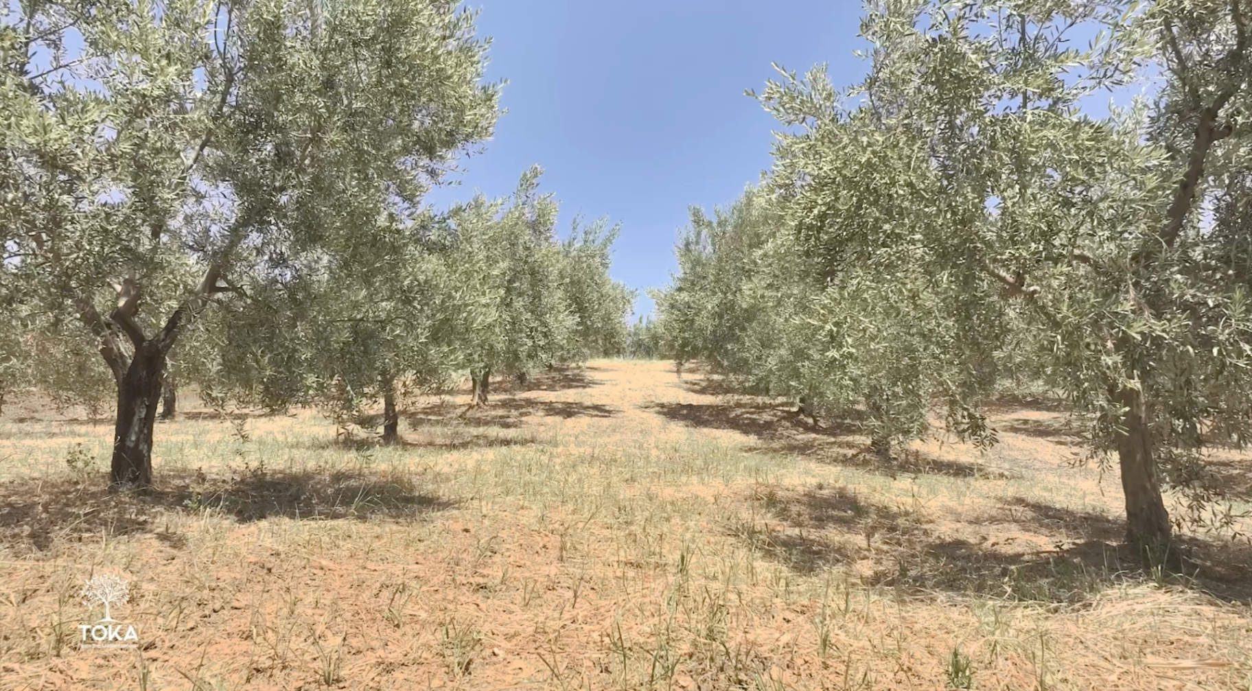 Rows of ancient olive trees